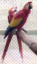 Tokyo man arrested for allegedly selling rare macaws